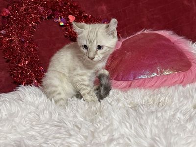 TCI Bengal kittens
