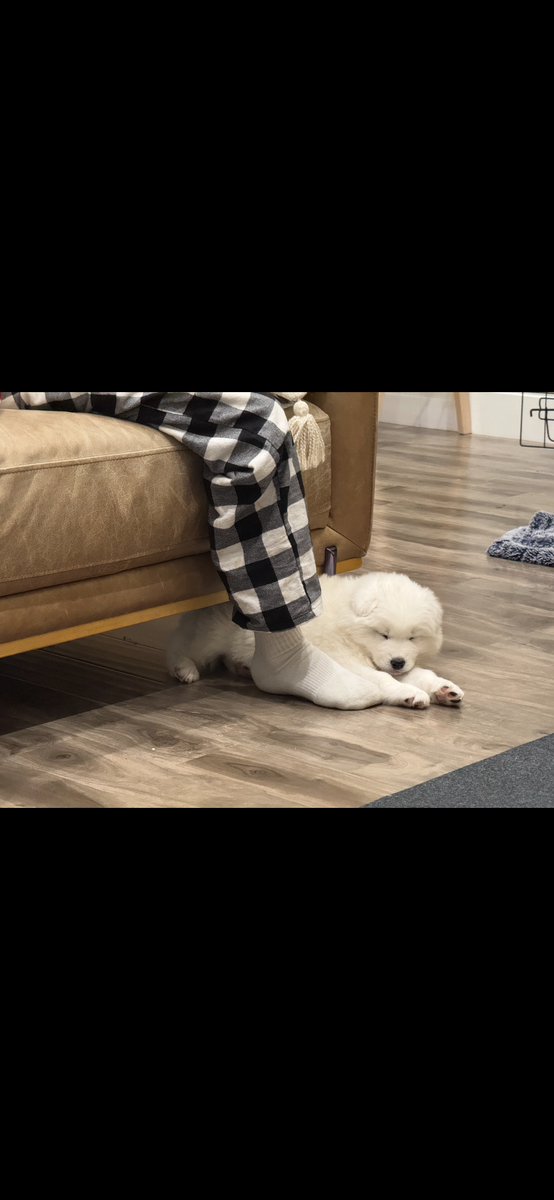 AKC Samoyed Puppies - Champion Bloodlines