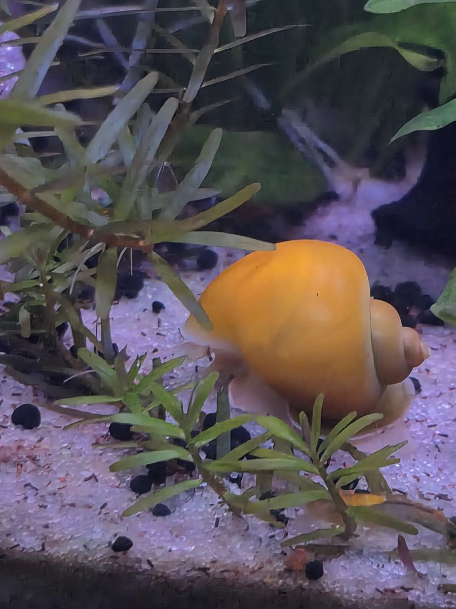 Gold Mystery snails