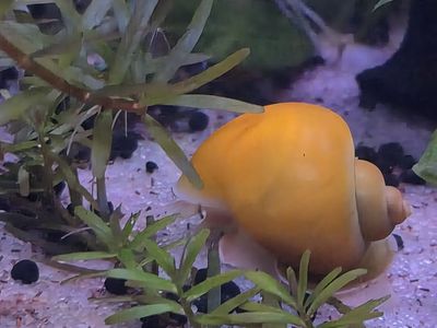 Gold Mystery snails
