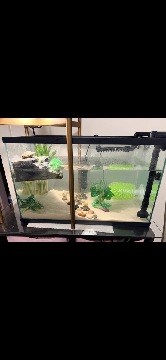 Red-eared slider turtles