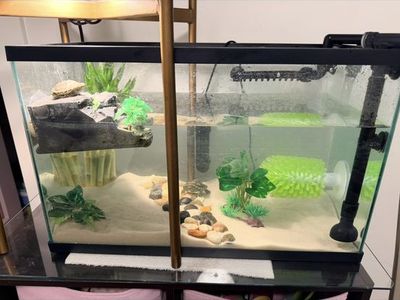 Red-eared slider turtles