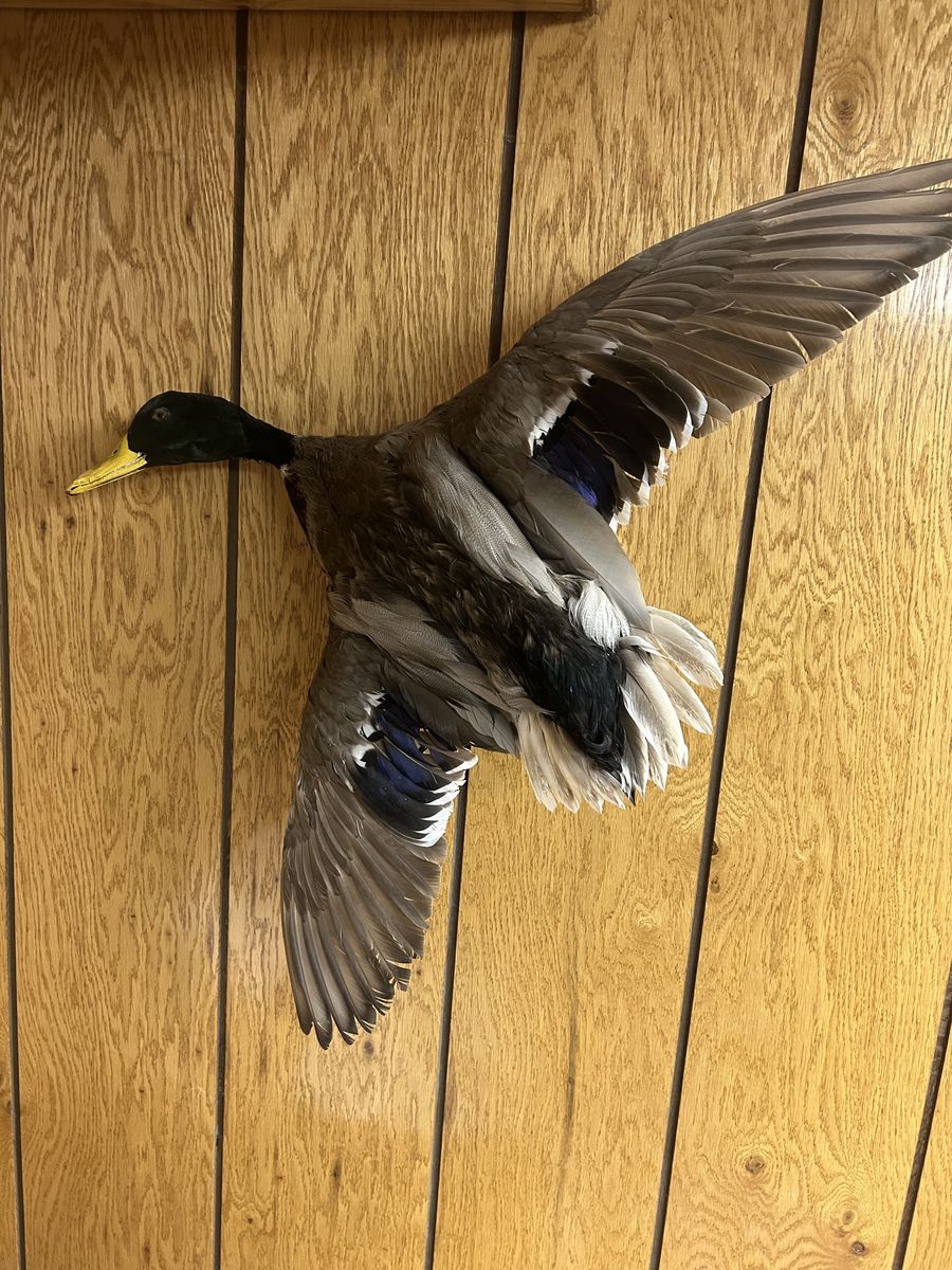 Drake mallard taxidermy flying pose