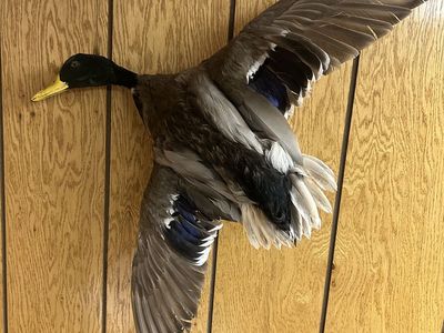 Drake mallard taxidermy flying pose