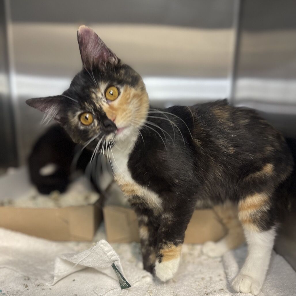 Hello my name is Jane Austen