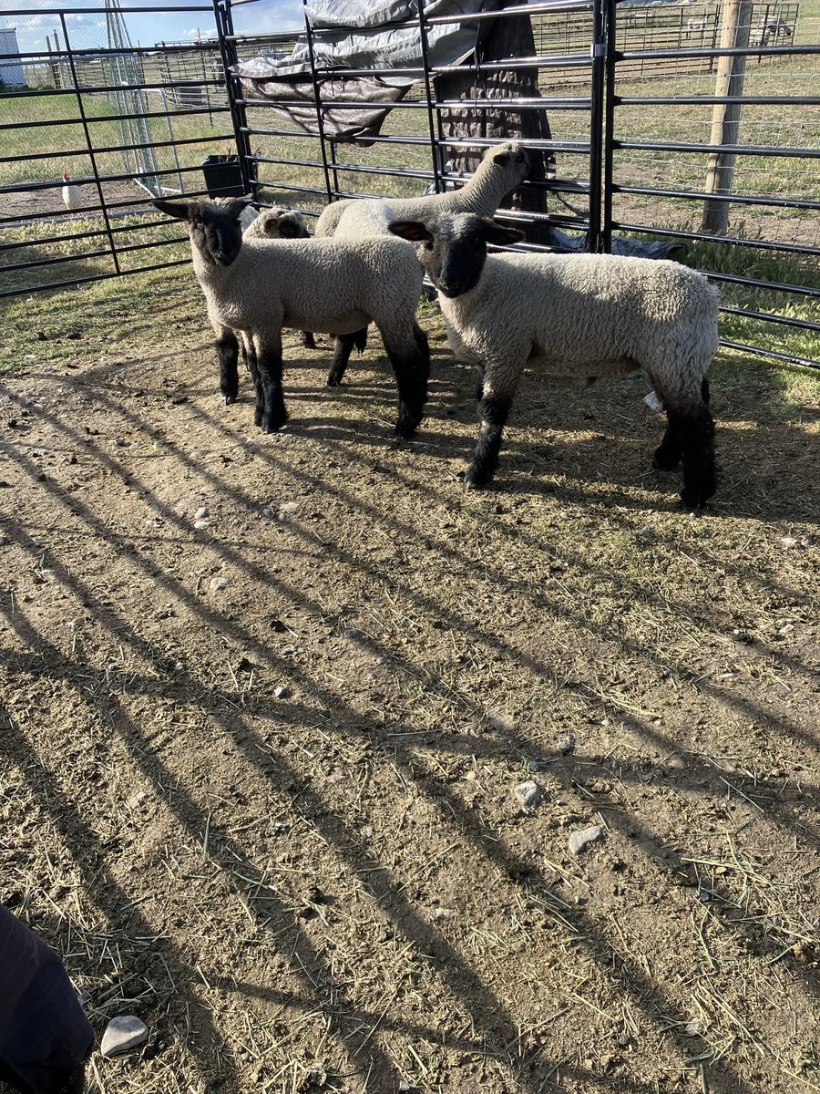 February born fair lambs