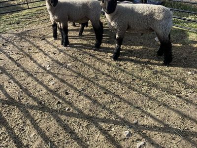 February born fair lambs
