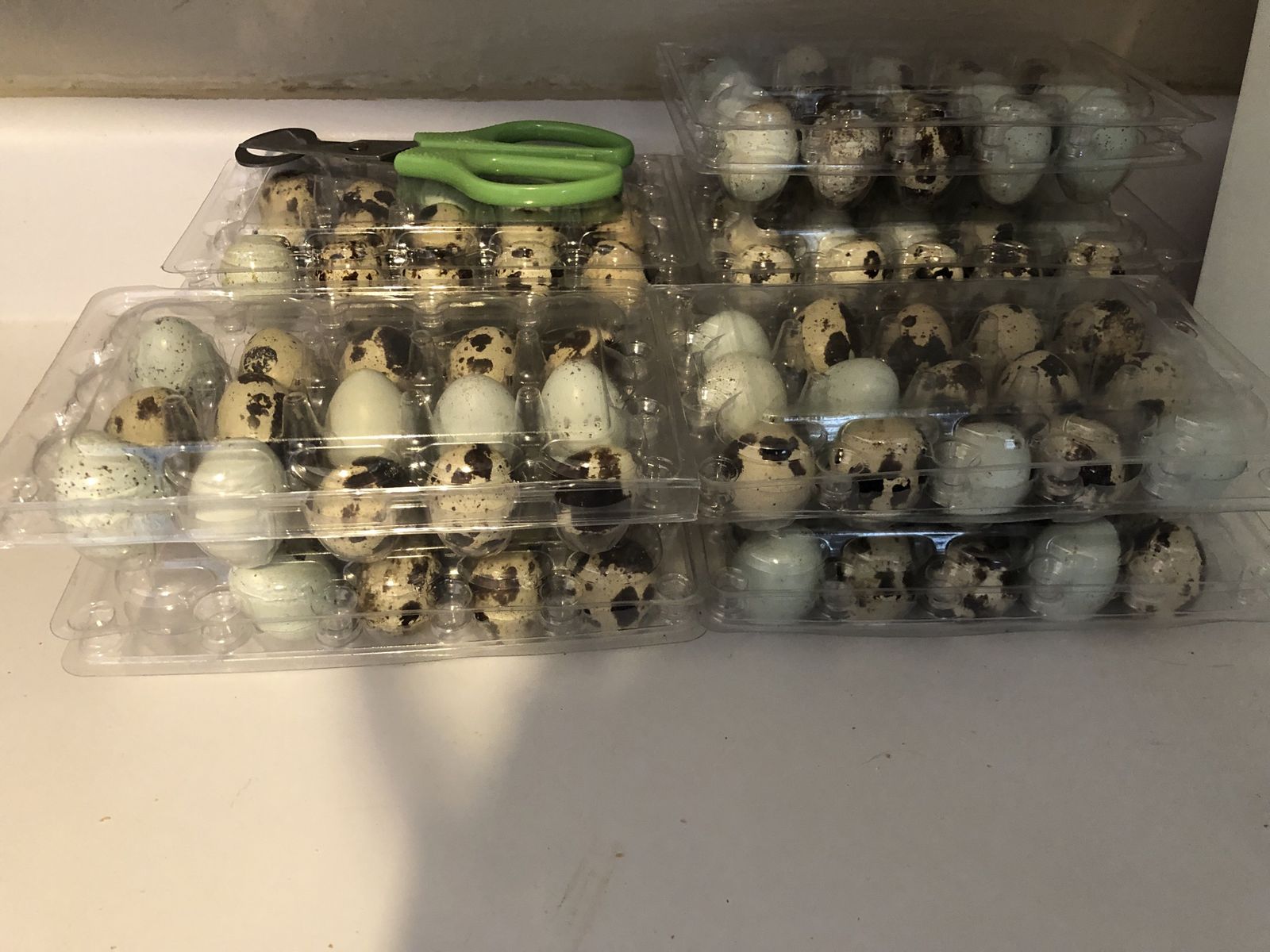Quail hatching eggs(celadon and coturnix)
