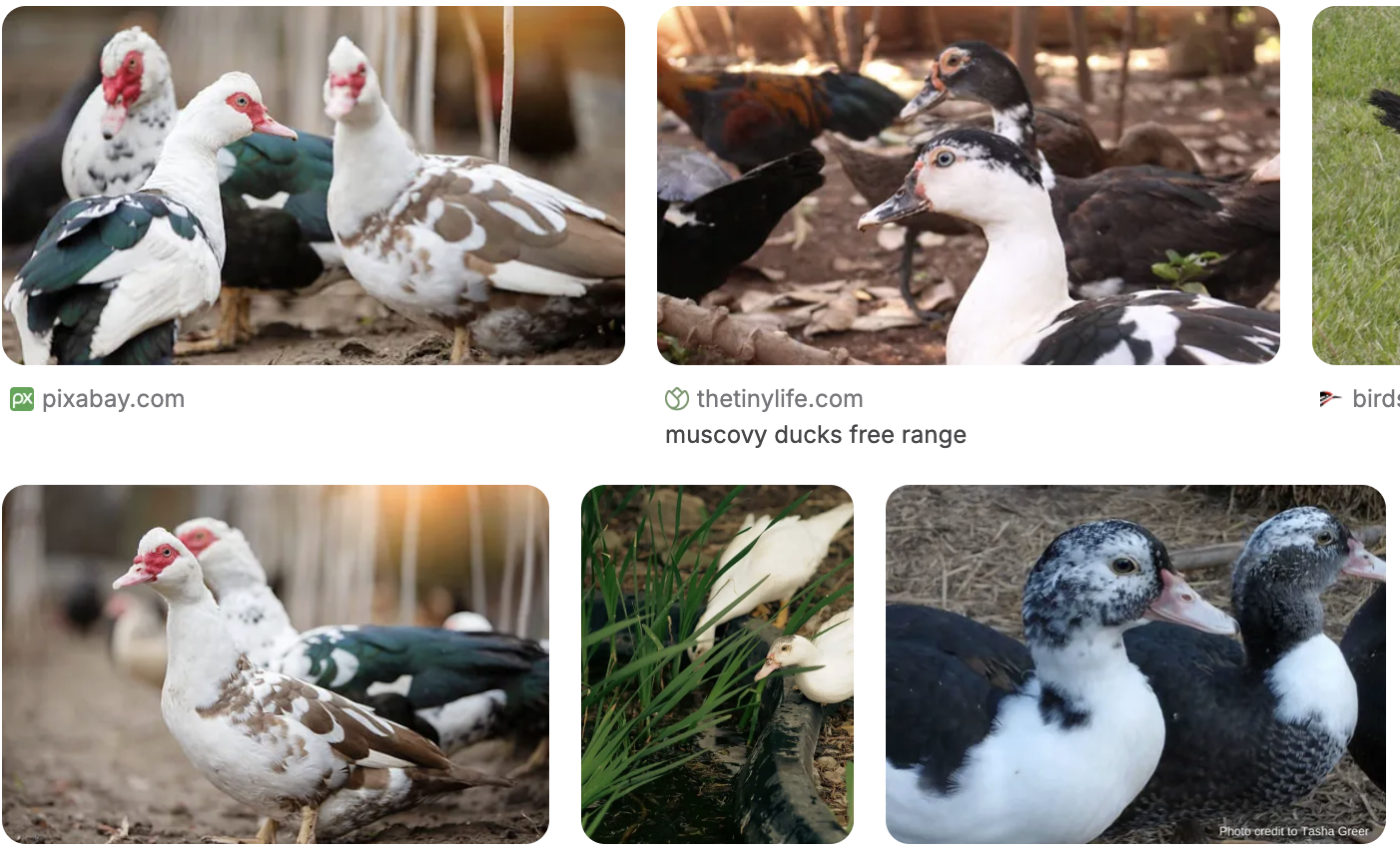 2 MONTH OLD, MUSCOVY DUCKS FOR SALE.