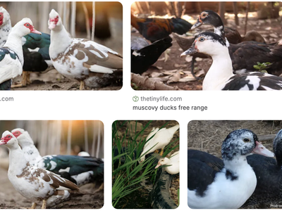 2 MONTH OLD, MUSCOVY DUCKS FOR SALE.