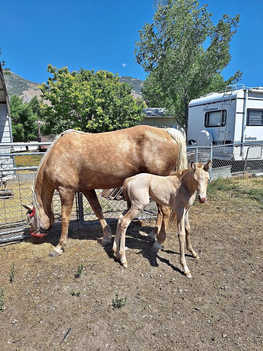 Missouri Fox Trotter filly