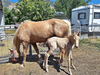 Missouri Fox Trotter filly