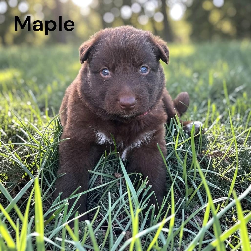 Hello my name is Maple (pink)