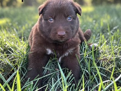 Hello my name is Maple (pink)