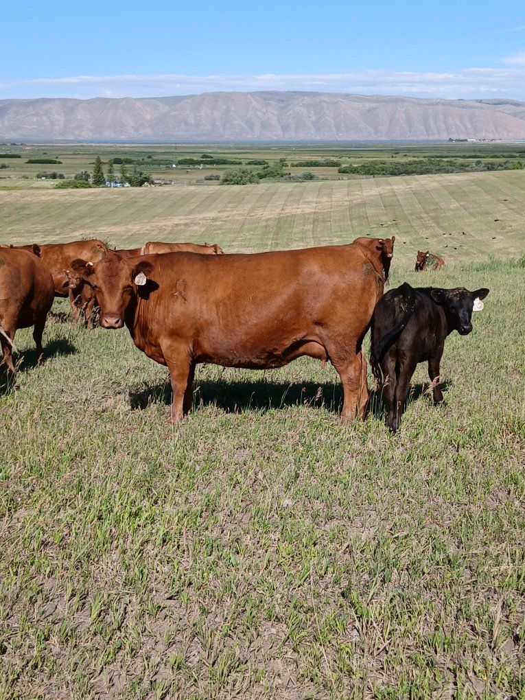 Red Angus pairs