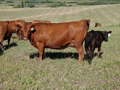 Red Angus pairs