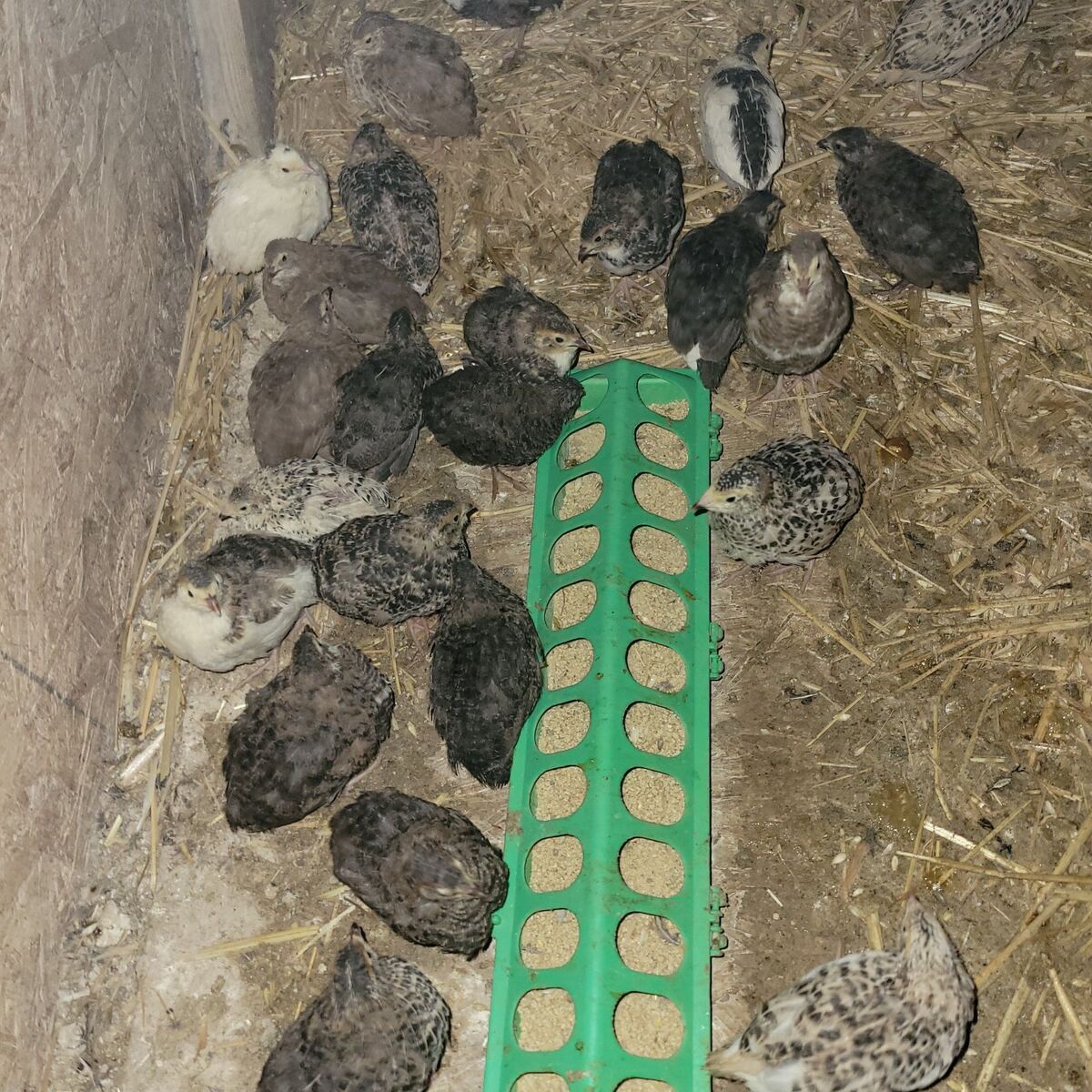 Cortunix Quail Chick Pre-order Spring 2026