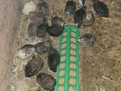 Cortunix Quail Chick Pre-order Spring 2026