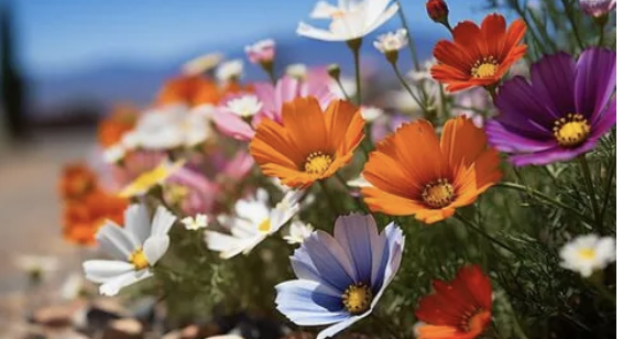 FLOWER SEEDS FOR SALE.