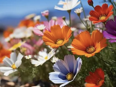 FLOWER SEEDS FOR SALE.