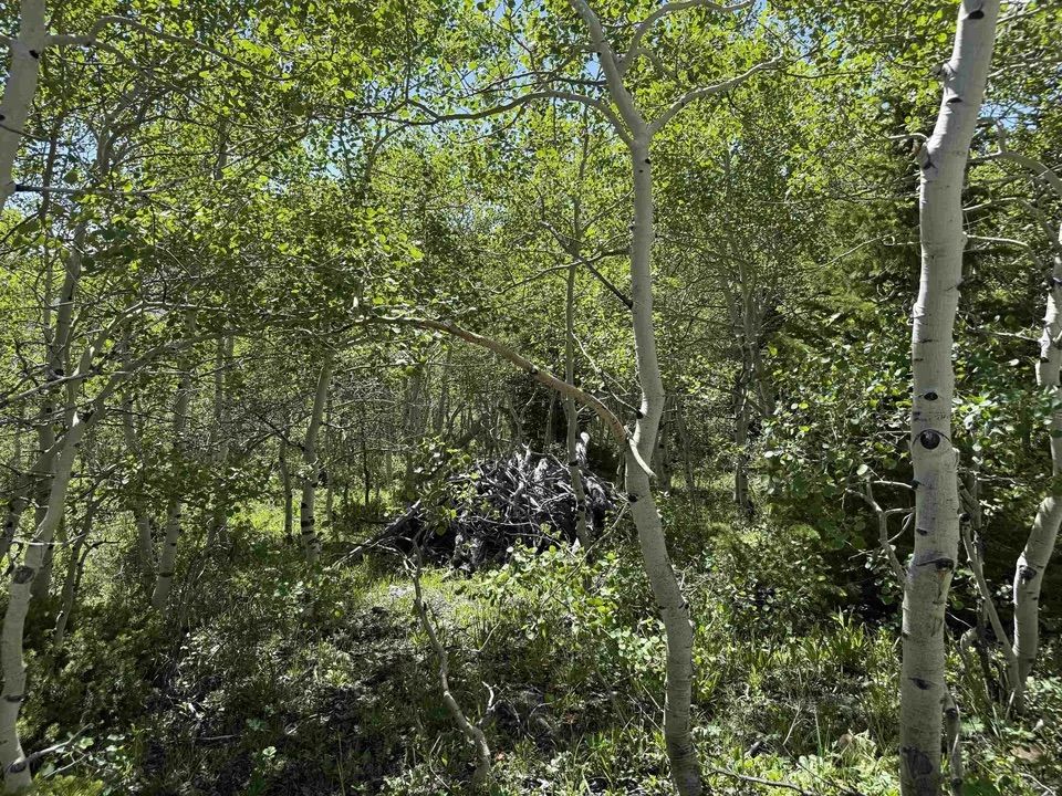 Main image 4