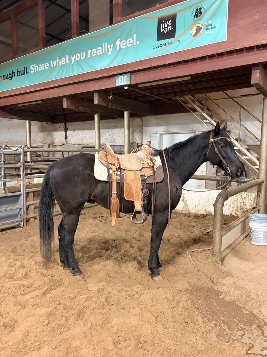 7 year old bay gelding