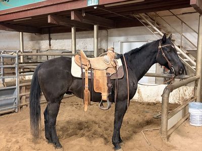 7 year old bay gelding