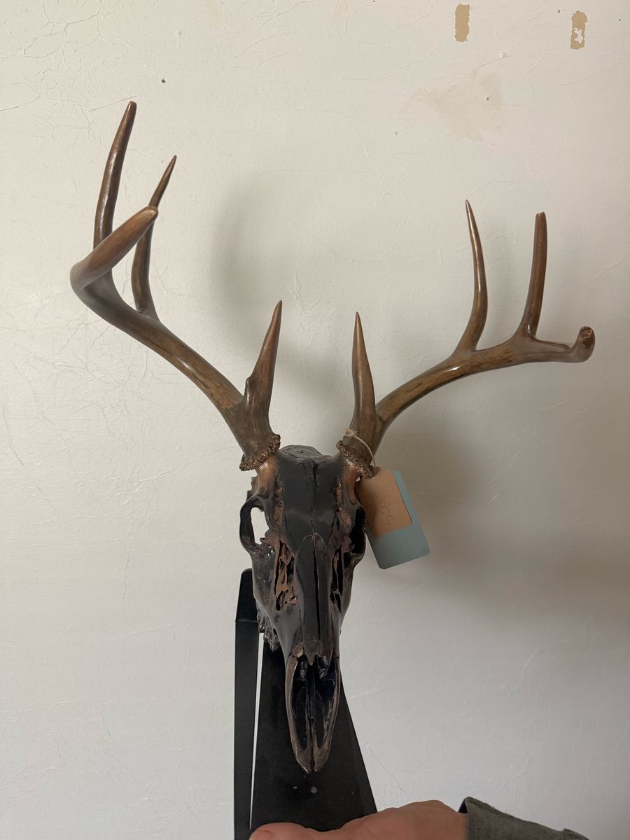 Rustic Whitetail Deer Skull with Antlers & Display Stand - Unique Hunting Lodge Decor