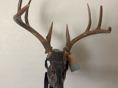 Rustic Whitetail Deer Skull with Antlers & Display Stand - Unique Hunting Lodge Decor