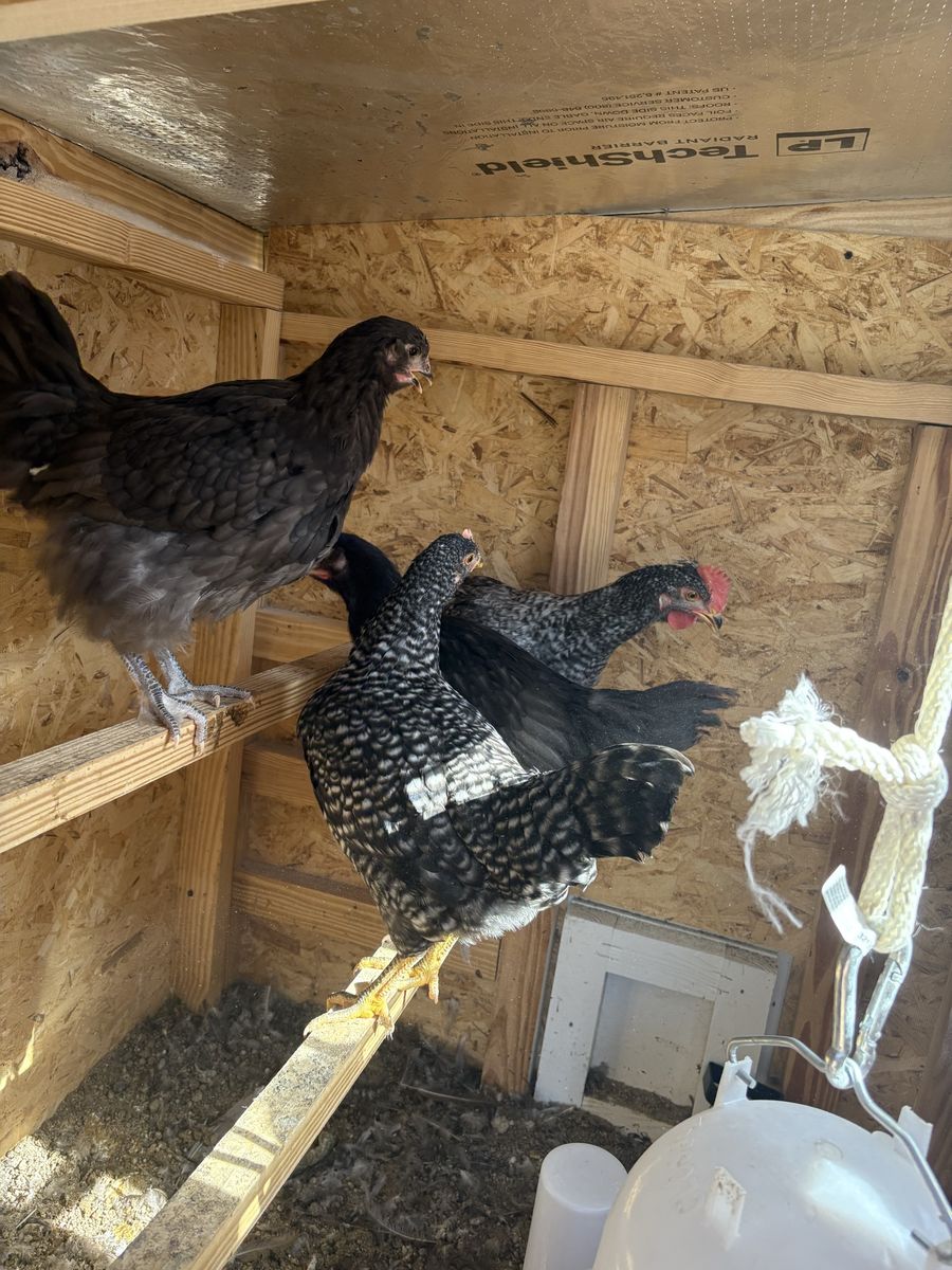 Laying Hens and Pullets Poultry Backyard Flock