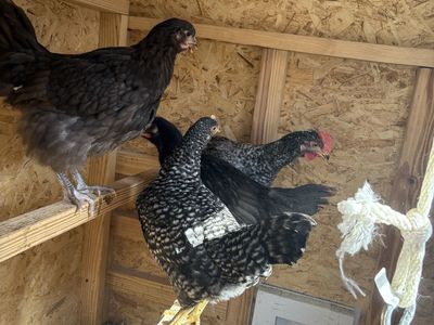 Laying Hens and Pullets Poultry Backyard Flock