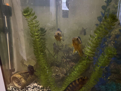 African Cichlids