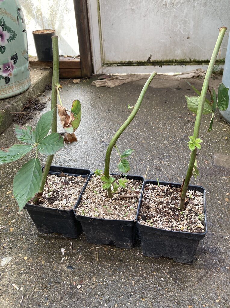 Triple Crown Thornless Blackberry Starts