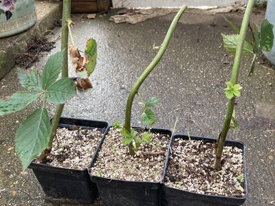 Triple Crown Thornless Blackberry Starts