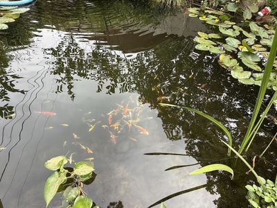 4''-10'' Live Butterfly or Standard Fin Koi Fish for Sale