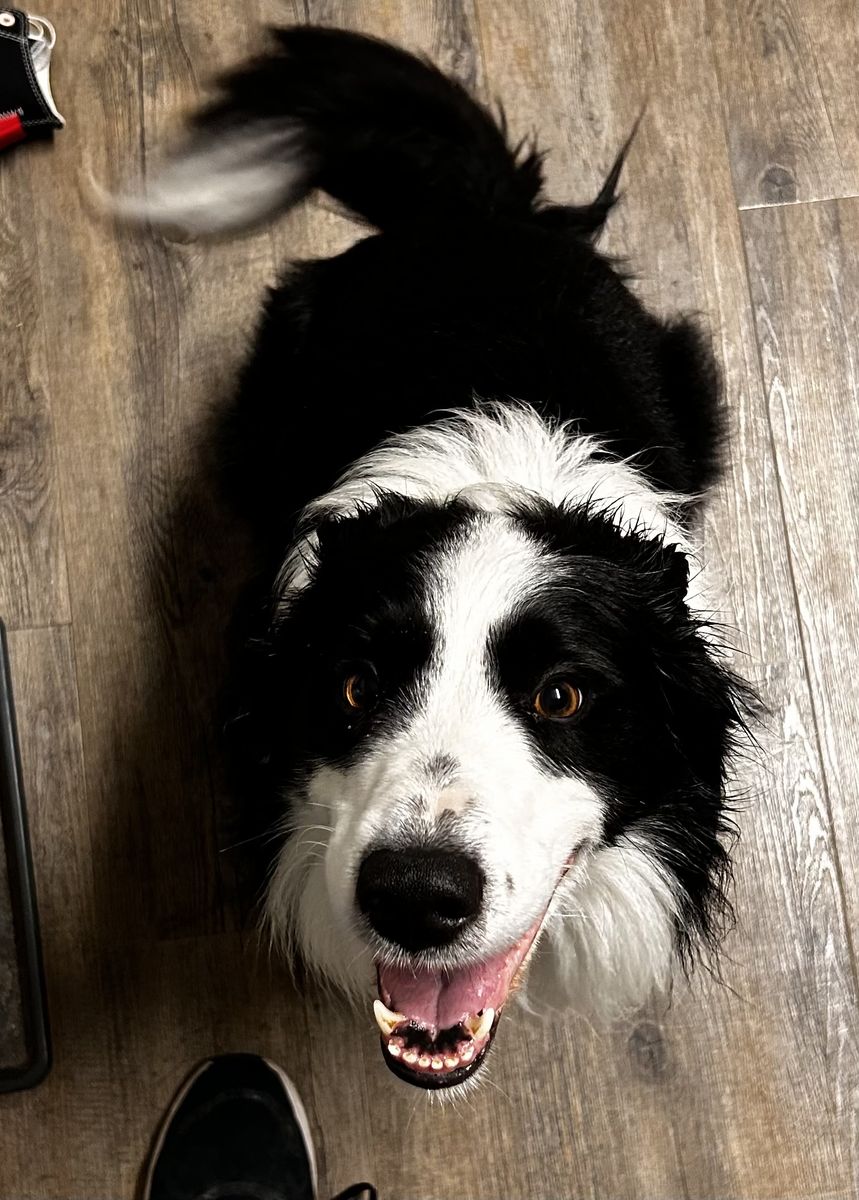 Have You Seen Our Missing Border Collie?