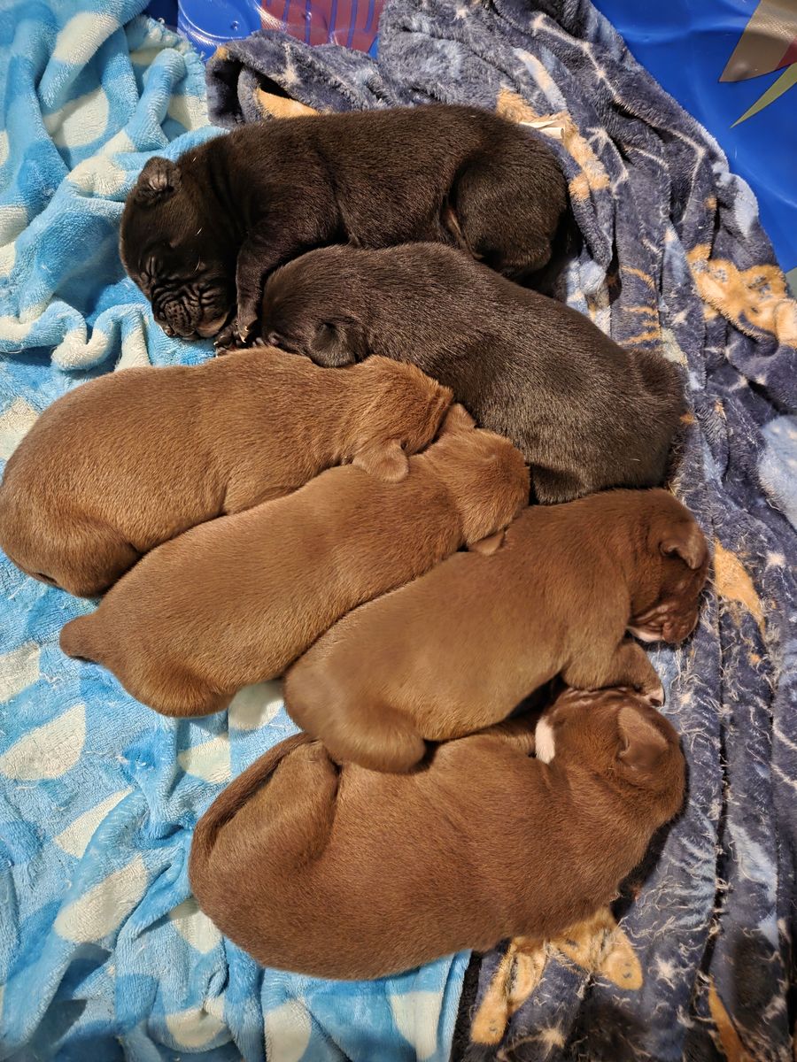 Puppies for sale.