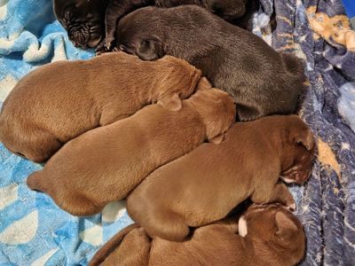 Puppies for sale.