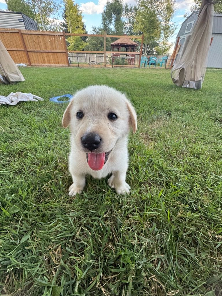 Puppies