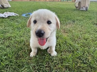 Puppies