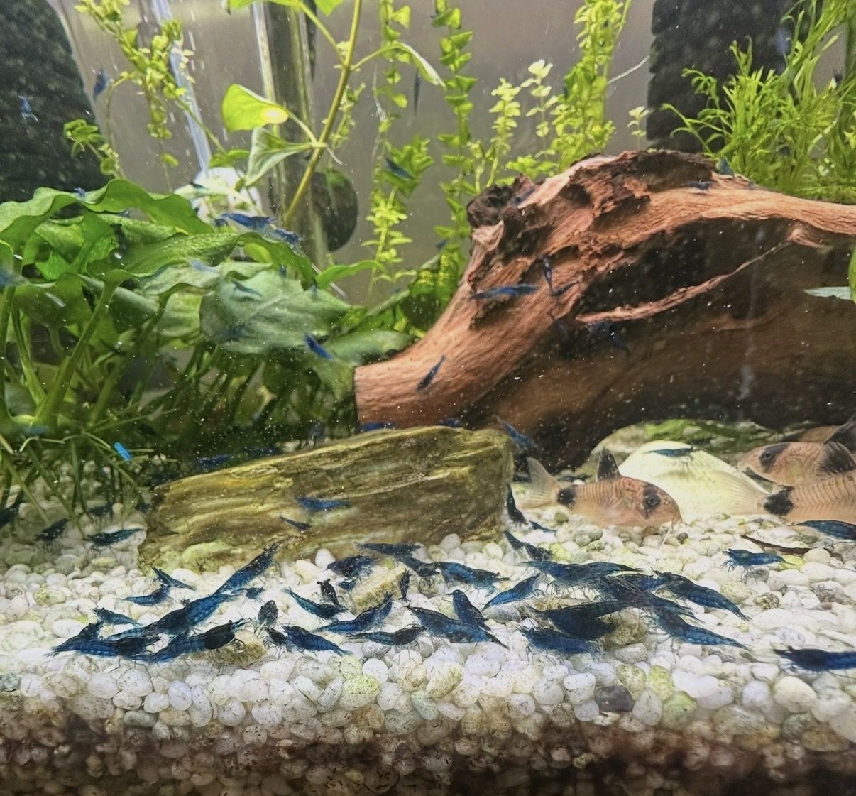 Blue Dream Shrimp