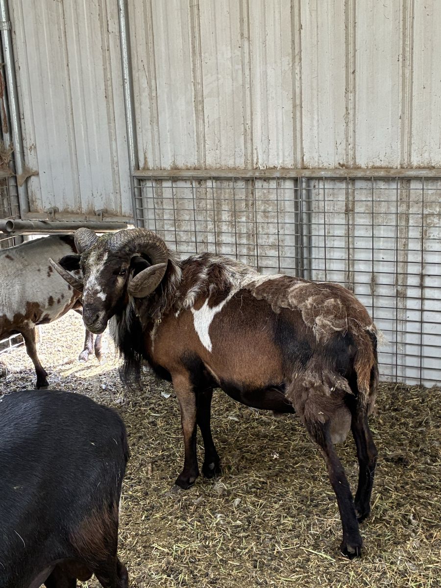 Painted Desert Rams