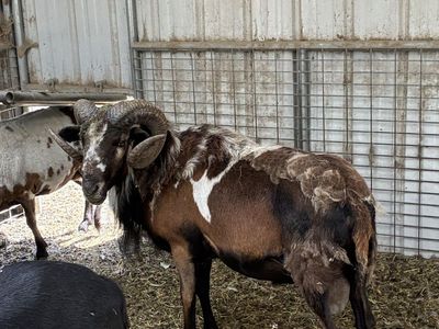 Painted Desert Rams