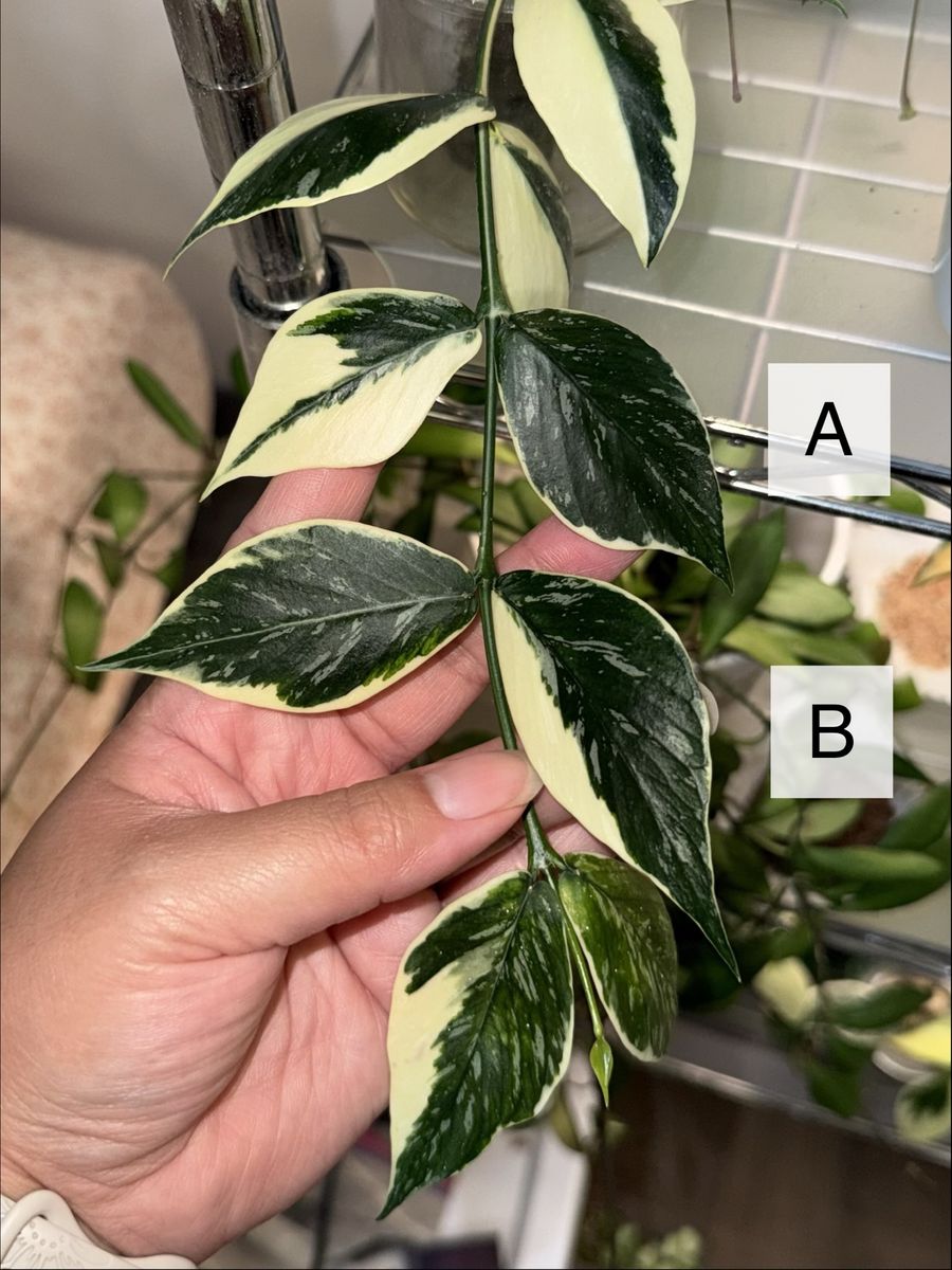 Hoya polyneura 'Jasminka' - Plant