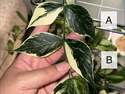 Hoya polyneura 'Jasminka' - Plant