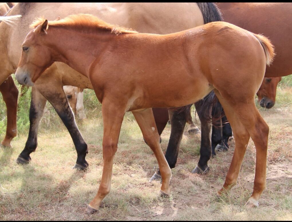2025 sorrel Filly ( Dutch Dun It)