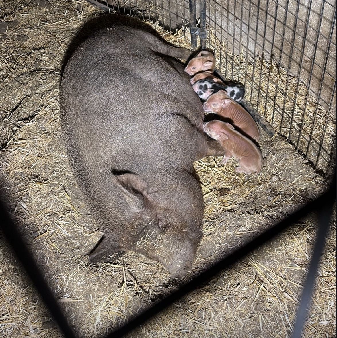 Pot belly/kune