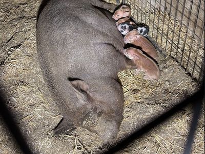 Pot belly/kune