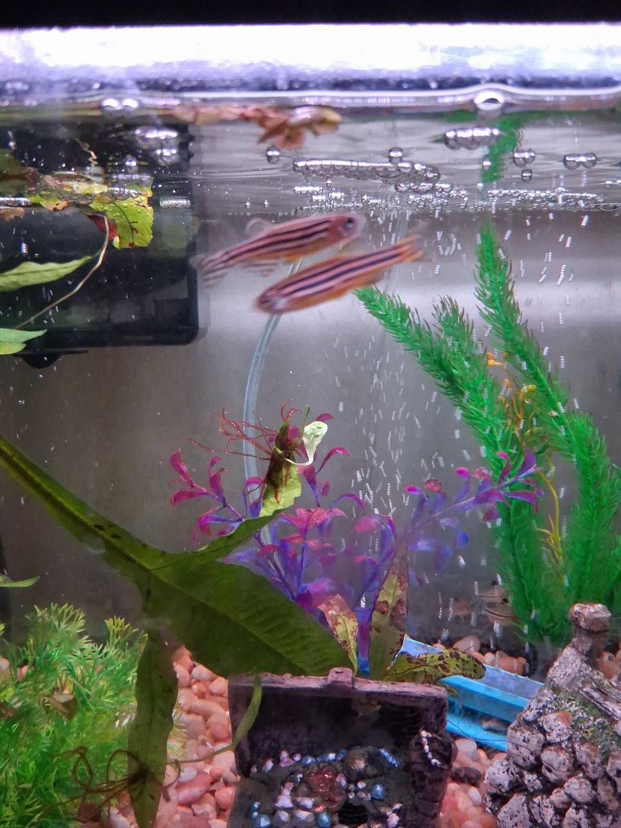 Zebra danios