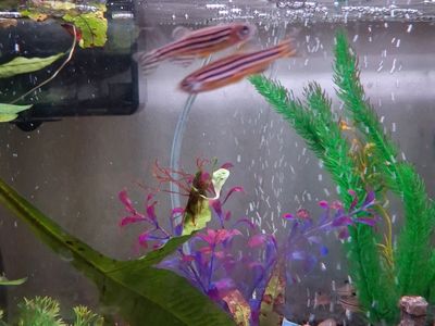 Zebra danios